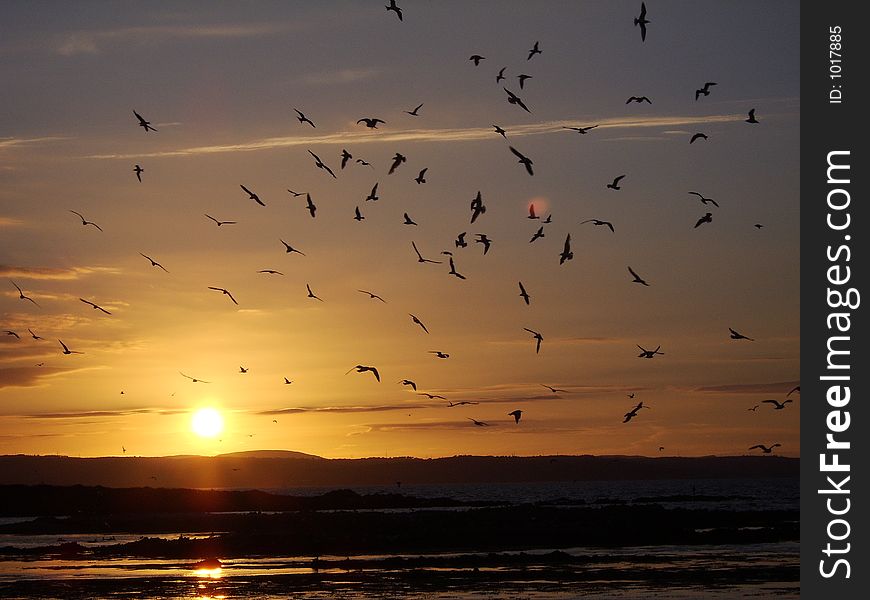 Seabirds at sunset