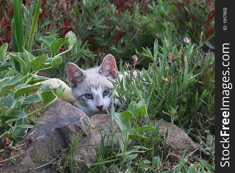Kitten In Garden