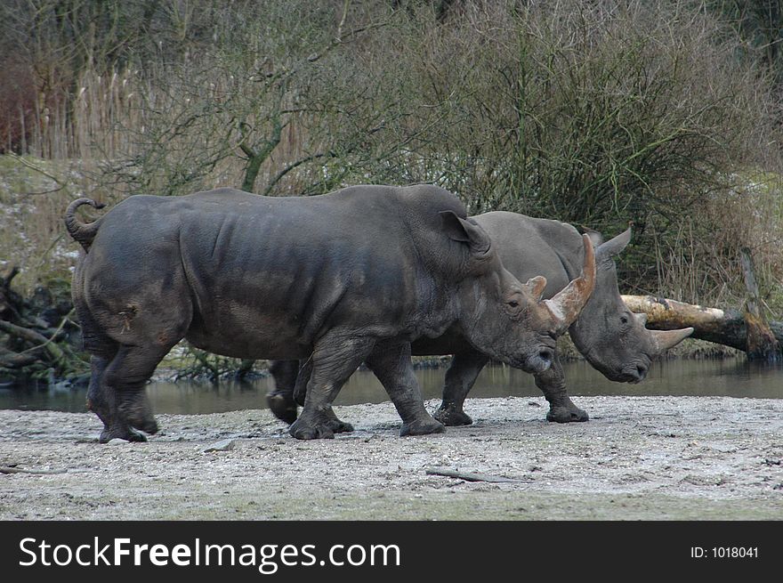 Two rhinos linger through their territory,. Two rhinos linger through their territory,