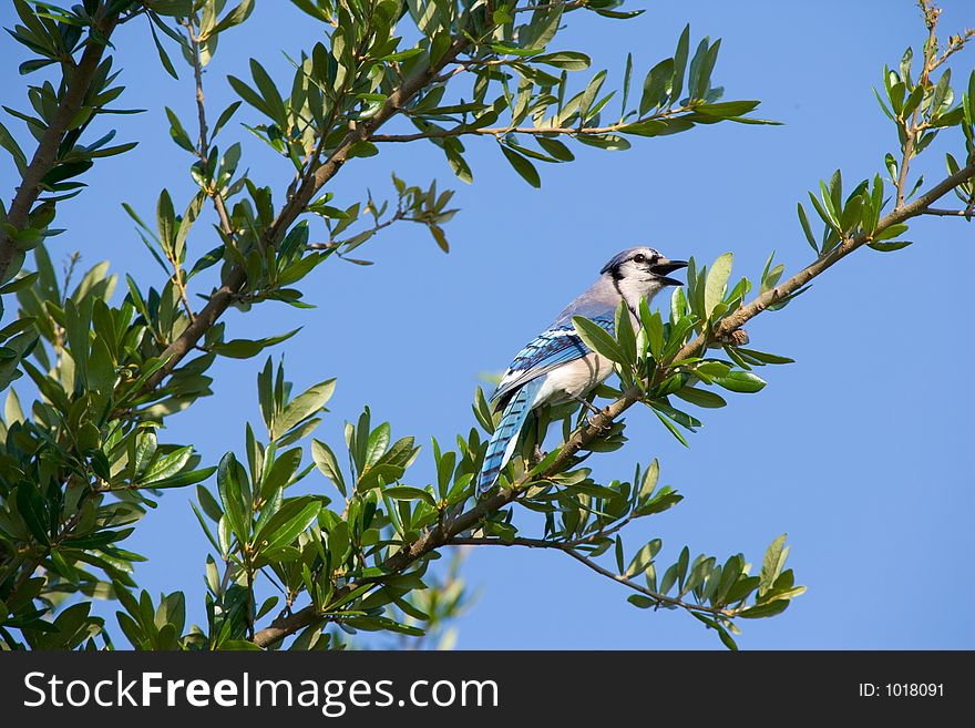 A bluejay perched in a live oak tree in the early afternoon.