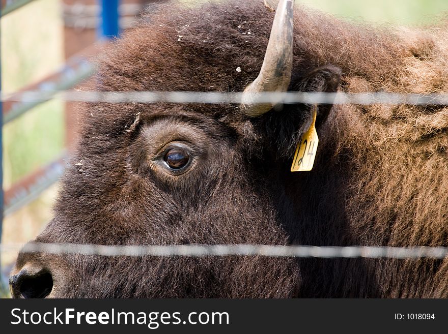 Closeup of a young buffalo or bison. Closeup of a young buffalo or bison