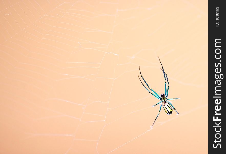 Close-up of a colorful spider hanging on its web. Close-up of a colorful spider hanging on its web