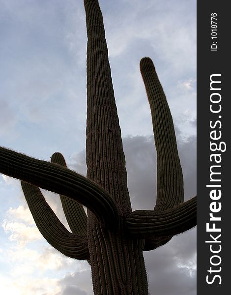 Looking up the side of a tall Saguaro cactus with several arms.