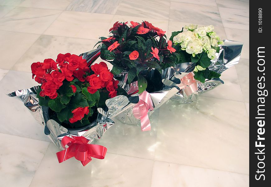 Three gift flower-pots, wrapped in silver paper