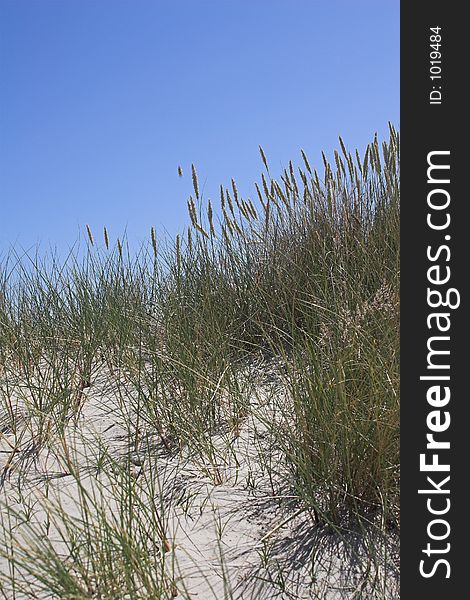 Sand Dune, Grasses And Blue Sky