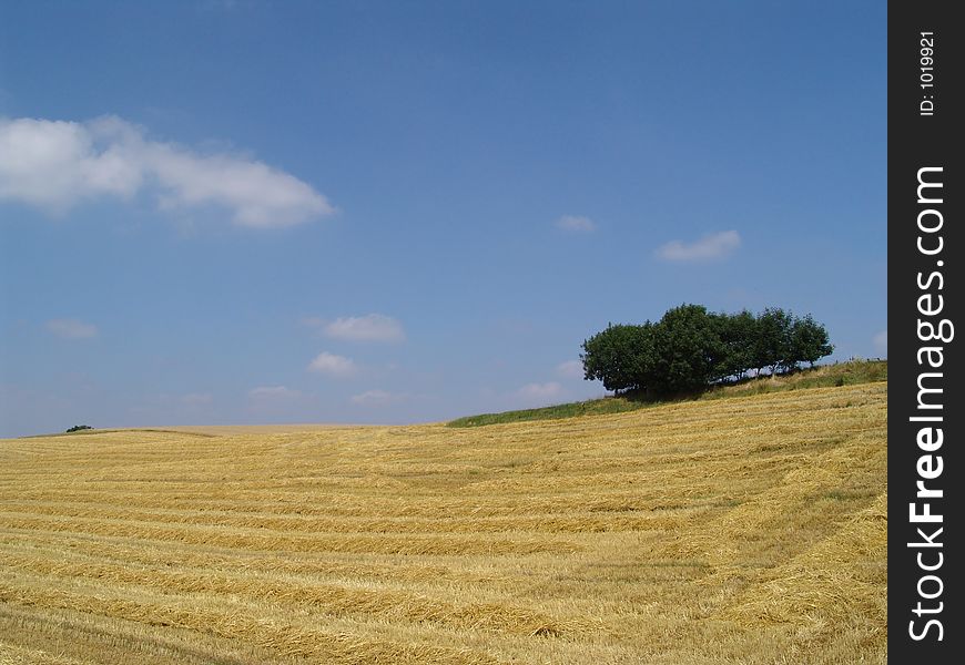 mown crop field. mown crop field