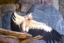 Griffon Vulture Stock Photography Griffon Vulture Stock Photography