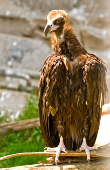 Black Vulture Stock Images Black Vulture Stock Images