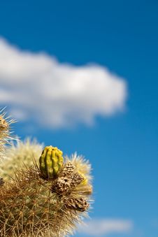 Jumping Colla Cactus Detail Royalty Free Stock Photo Jumping Colla Cactus Detail Royalty Free Stock Photo