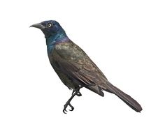 Common Grackle (Quiscalus Quiscula) Royalty Free Stock Images