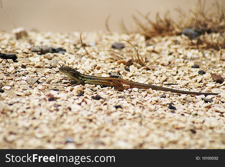 A lizard on hot sand