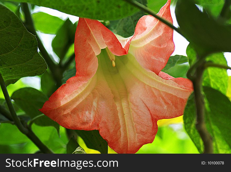 A trumpet flower shows the inside