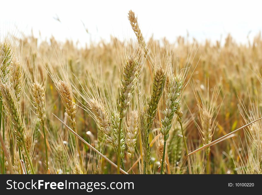 Summer day and yellow wheat