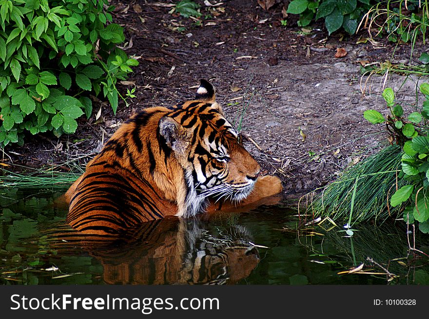 A big tiger needs an little cooling in the water. A big tiger needs an little cooling in the water
