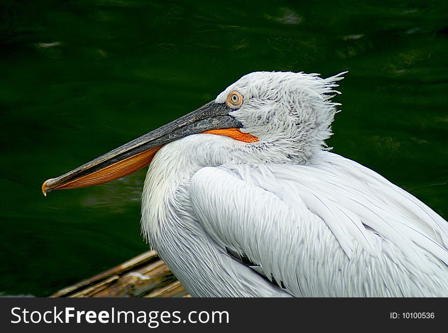 A bird with a big beak. A bird with a big beak