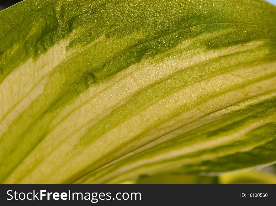 Close up of a bicolored green leaf. Close up of a bicolored green leaf