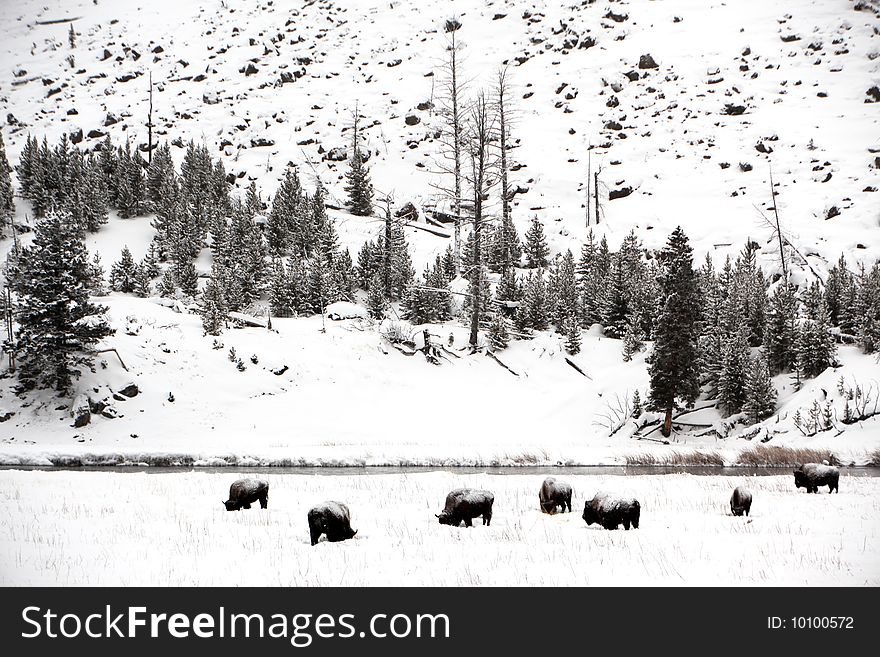 Herd buffalo in Yellowstone NP, USA