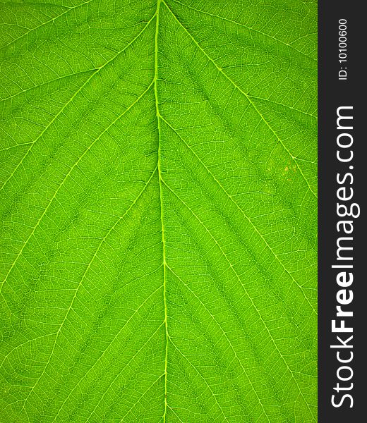 Green raspberry leaf as background. Green raspberry leaf as background.