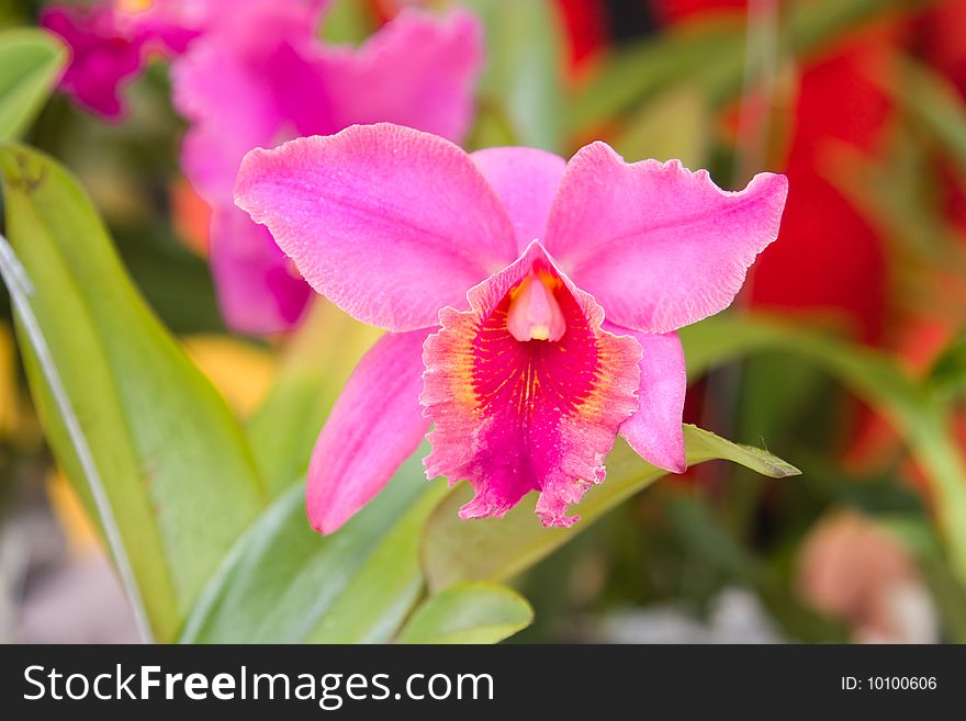 Beautiful orchids in the garden