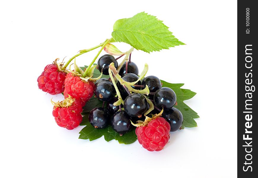 Black currant and raspberry on white background. Black currant and raspberry on white background.