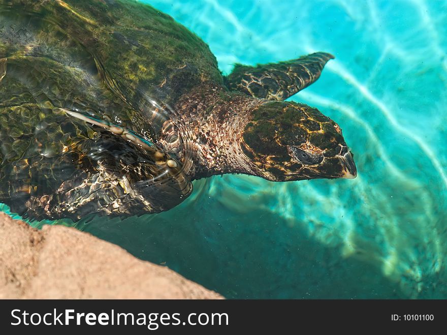 The green turtle (chelonia mydas)