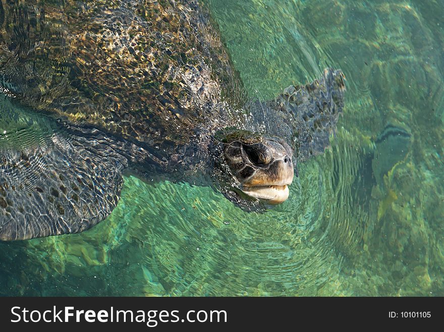 The green turtle (chelonia mydas)