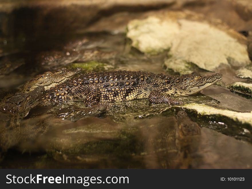 The Young Caiman