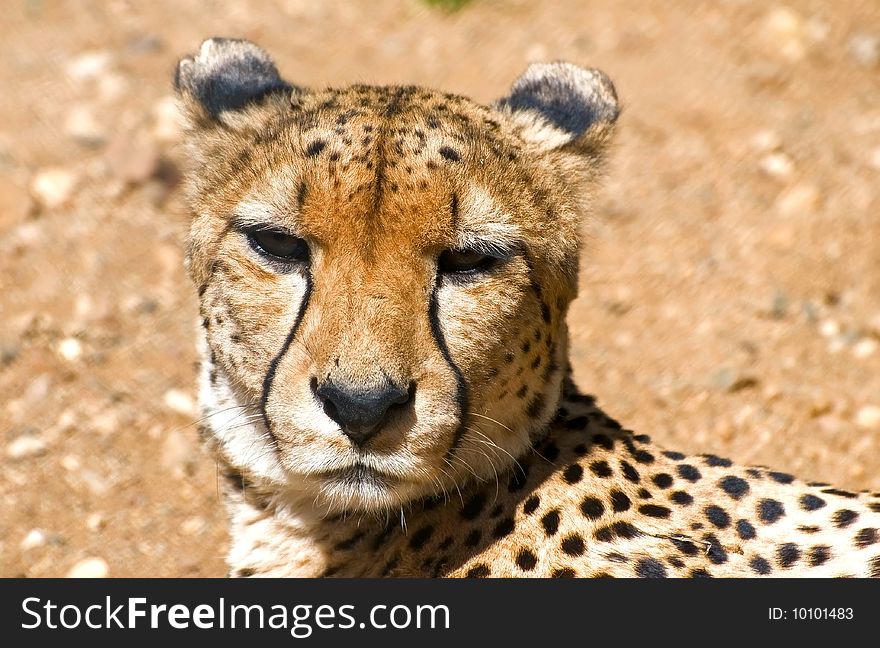 The muzzle of cheetah close-up. The muzzle of cheetah close-up