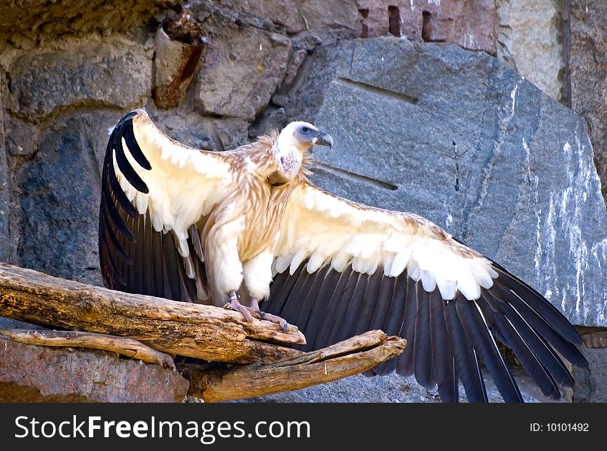 Griffon Vulture