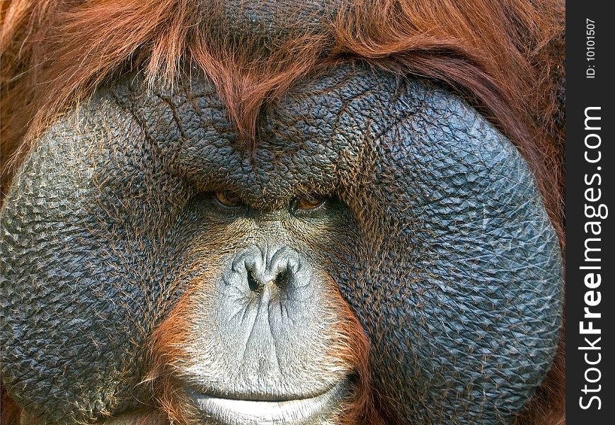 The Muzzle of Orangutan close-up