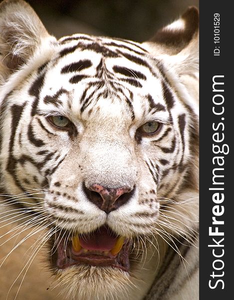 Muzzle of White Bengal Tiger