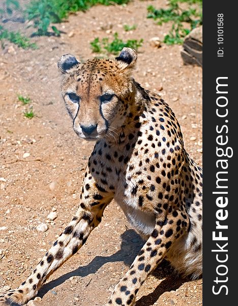The image of cheetah close-up. The image of cheetah close-up