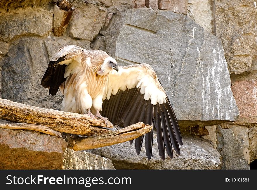Image of white-headed vulture