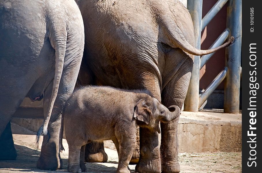Baby elephant with two big elephants