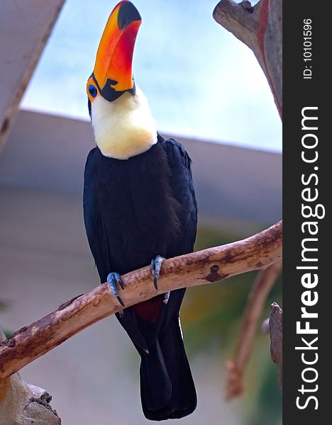 The image of the toucan