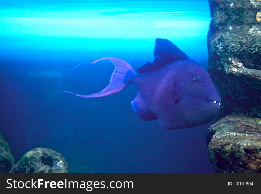 Redtoothed Triggerfish