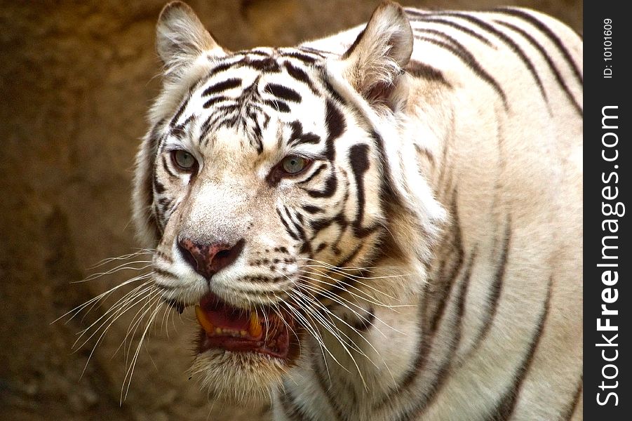 White Bengal Tiger close-up image