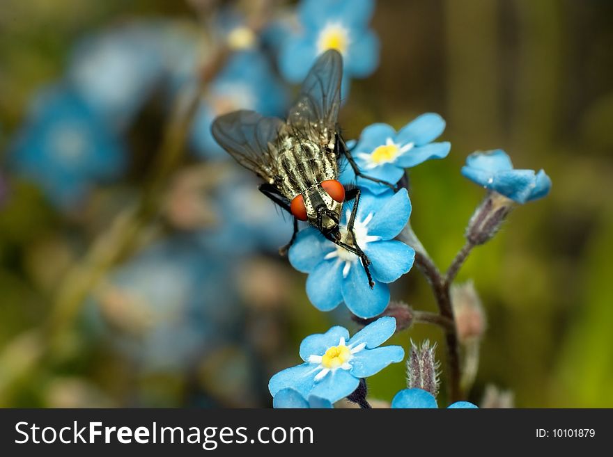 Fly on the blue flowers, macro shot. Fly on the blue flowers, macro shot