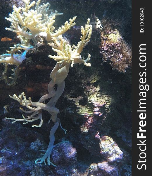 Yellow Coral Reef at aqvarium
