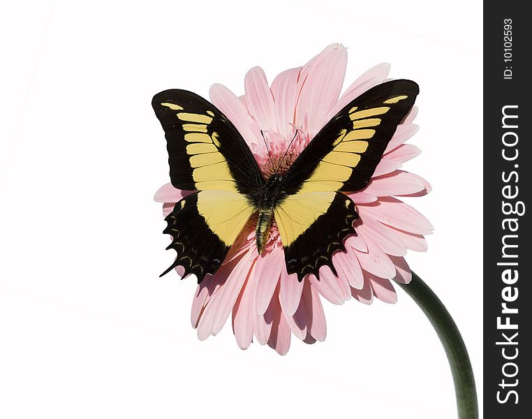 Harlequin butterfly on a flower