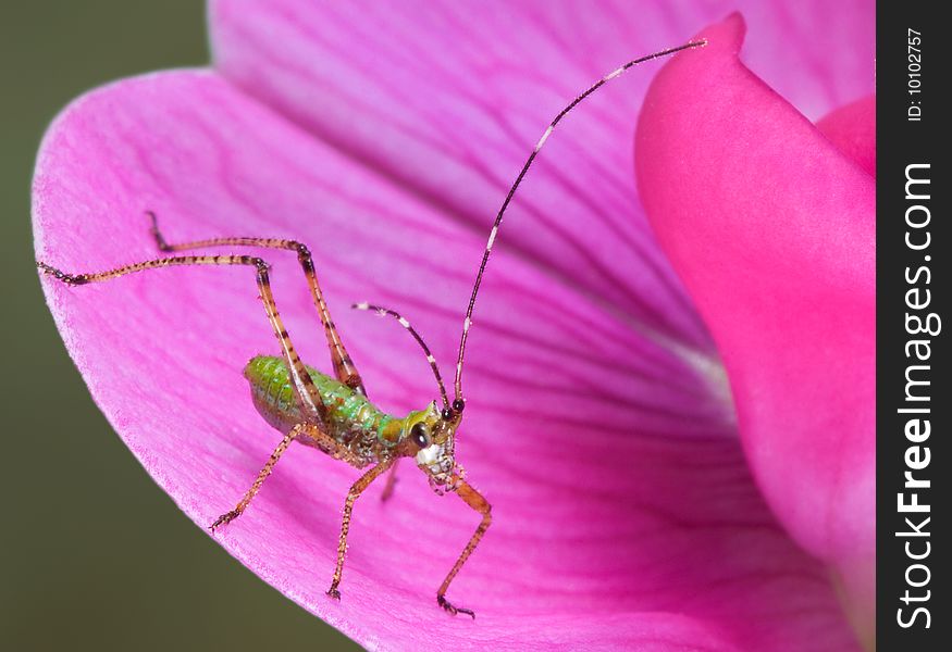 Tiny Insect On Flower