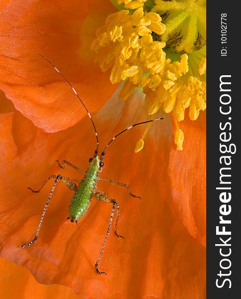 A tiny insect is crawling in a poppy. A tiny insect is crawling in a poppy.