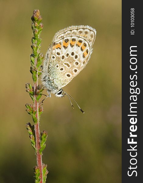 Silver Studded Blue Butterfly on a sprig of heather