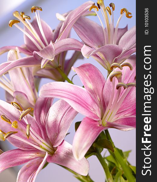 Lily flower as background for your design. Lily flower as background for your design