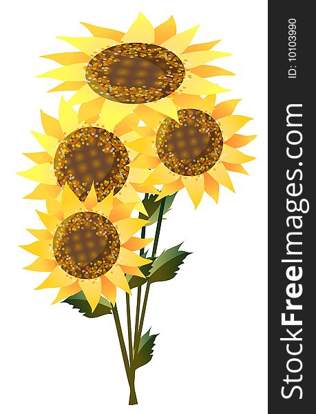 A group of sunflowers on a white background