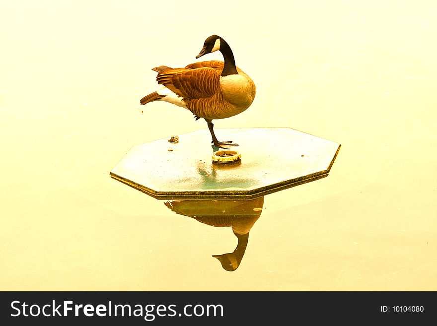 Goose with reflection in pond. Goose with reflection in pond