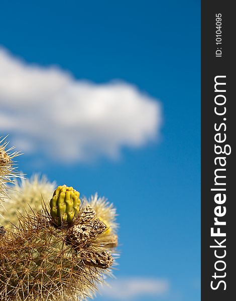 Jumping cholla cactus against bright cloudy sky in Joshua Tree National Park, California. Jumping cholla cactus against bright cloudy sky in Joshua Tree National Park, California.