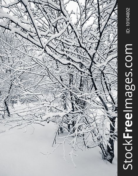 Winter scenery - black trees and white snow