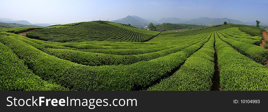 5000 mu of tea garden, Zhuji City, Zhejiang Province, China. 5000 mu of tea garden, Zhuji City, Zhejiang Province, China