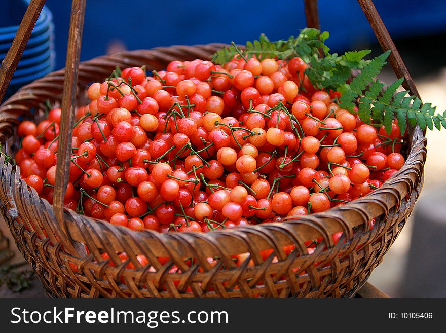 Just picked fresh cherries, the brightly-colored. Just picked fresh cherries, the brightly-colored